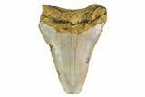 Bargain, Megalodon Tooth - North Carolina #152838-1